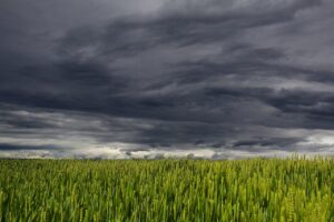 clouds, wheat fields, fields-194840.jpg